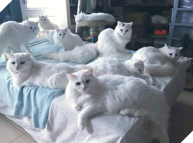 21 con mèo tinh nghịch quậy hết chỗ nói khiến cho con sen phải bật cười thích thú 10