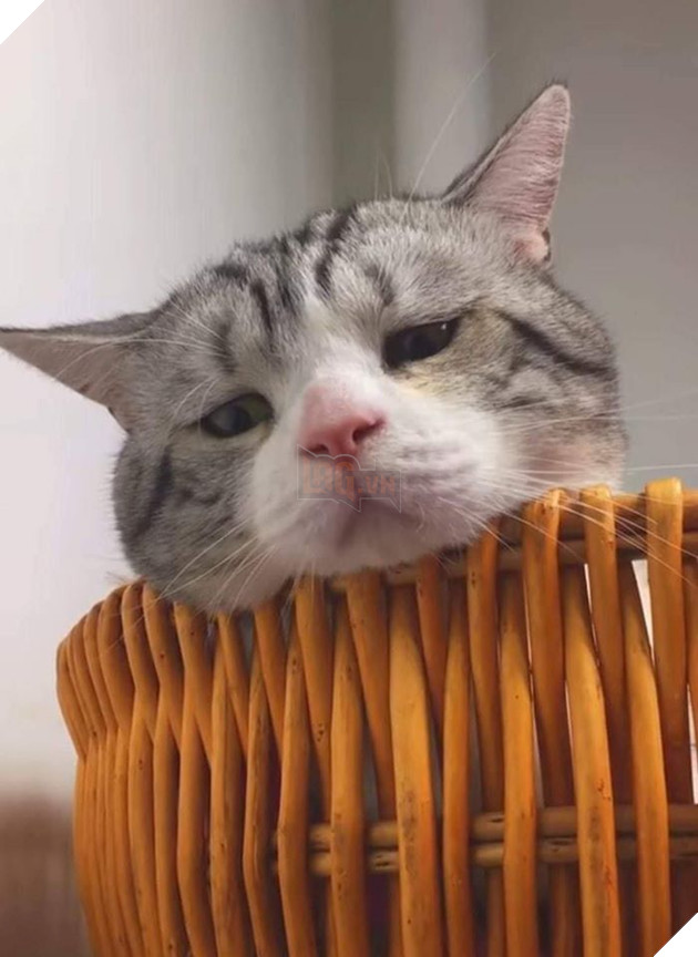 21 con mèo tinh nghịch quậy hết chỗ nói khiến cho con sen phải bật cười thích thú 11