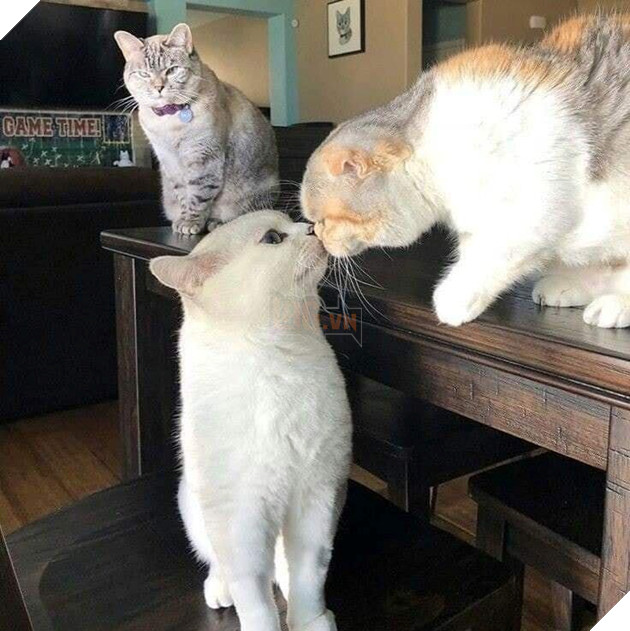 21 con mèo tinh nghịch quậy hết chỗ nói khiến cho con sen phải bật cười thích thú 12