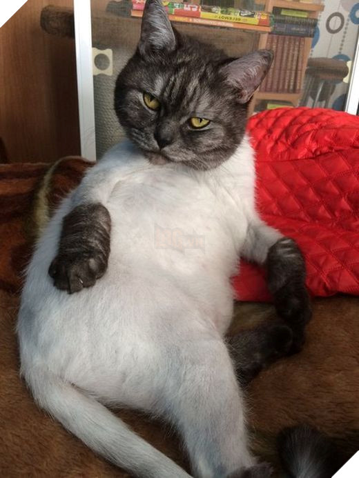 21 con mèo tinh nghịch quậy hết chỗ nói khiến cho con sen phải bật cười thích thú 13