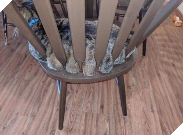 21 con mèo tinh nghịch quậy hết chỗ nói khiến cho con sen phải bật cười thích thú 14