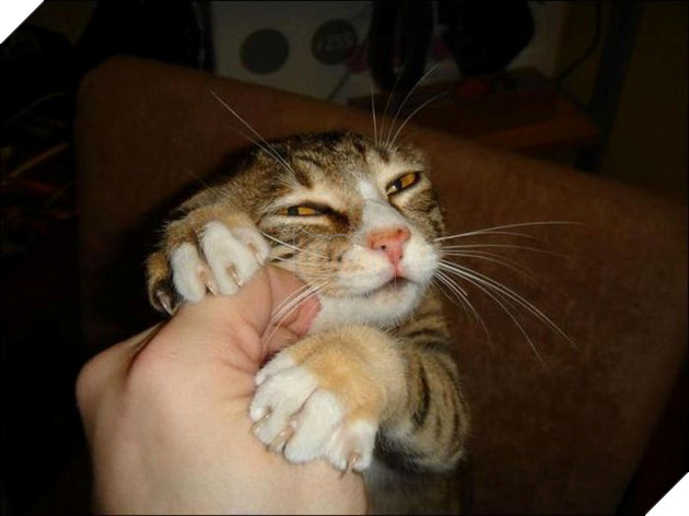 21 con mèo tinh nghịch quậy hết chỗ nói khiến cho con sen phải bật cười thích thú 16