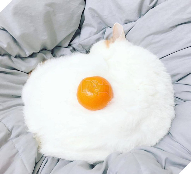 21 con mèo tinh nghịch quậy hết chỗ nói khiến cho con sen phải bật cười thích thú 17