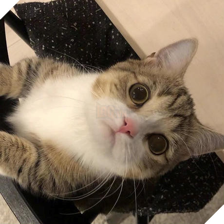 21 con mèo tinh nghịch quậy hết chỗ nói khiến cho con sen phải bật cười thích thú 18