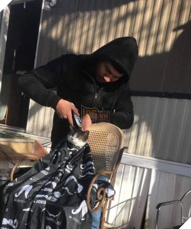 21 con mèo tinh nghịch quậy hết chỗ nói khiến cho con sen phải bật cười thích thú 19