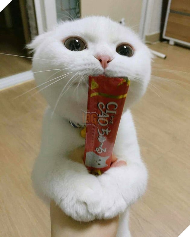 21 con mèo tinh nghịch quậy hết chỗ nói khiến cho con sen phải bật cười thích thú 2