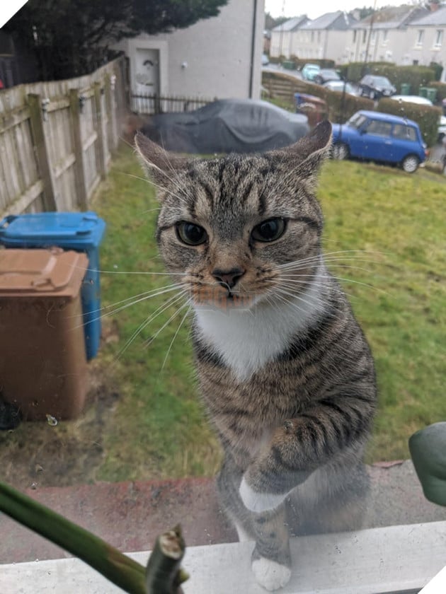 21 con mèo tinh nghịch quậy hết chỗ nói khiến cho con sen phải bật cười thích thú 20