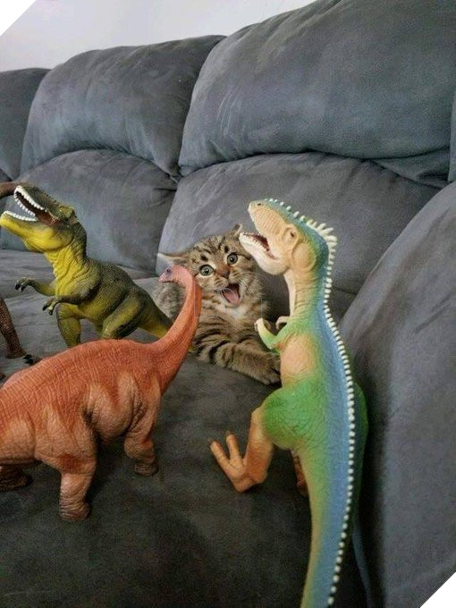 21 con mèo tinh nghịch quậy hết chỗ nói khiến cho con sen phải bật cười thích thú 3