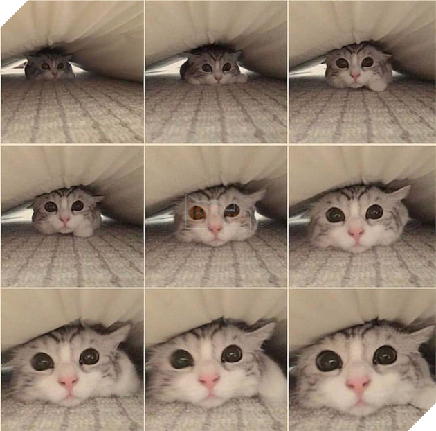 21 con mèo tinh nghịch quậy hết chỗ nói khiến cho con sen phải bật cười thích thú 5