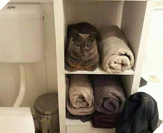 21 con mèo tinh nghịch quậy hết chỗ nói khiến cho con sen phải bật cười thích thú 6