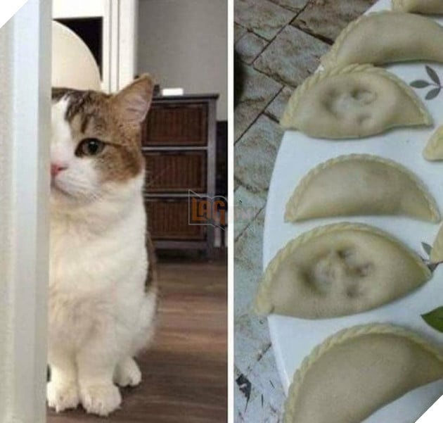 21 con mèo tinh nghịch quậy hết chỗ nói khiến cho con sen phải bật cười thích thú 7