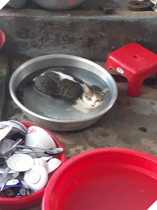 21 con mèo tinh nghịch quậy hết chỗ nói khiến cho con sen phải bật cười thích thú 8