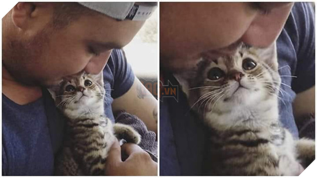 21 con mèo tinh nghịch quậy hết chỗ nói khiến cho con sen phải bật cười thích thú 9