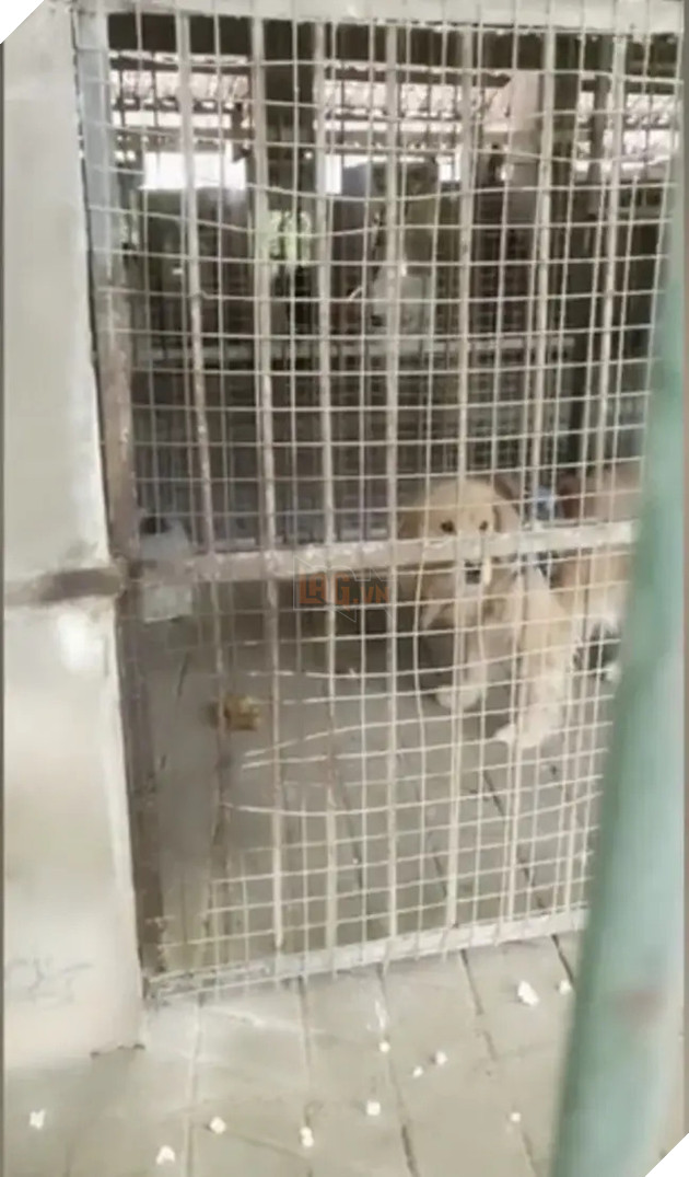 Sở thú lùa chó vàng vào chuồng rồi quảng cáo đấy là sư tử Châu Phi để thu tiền khách - Ảnh 2.