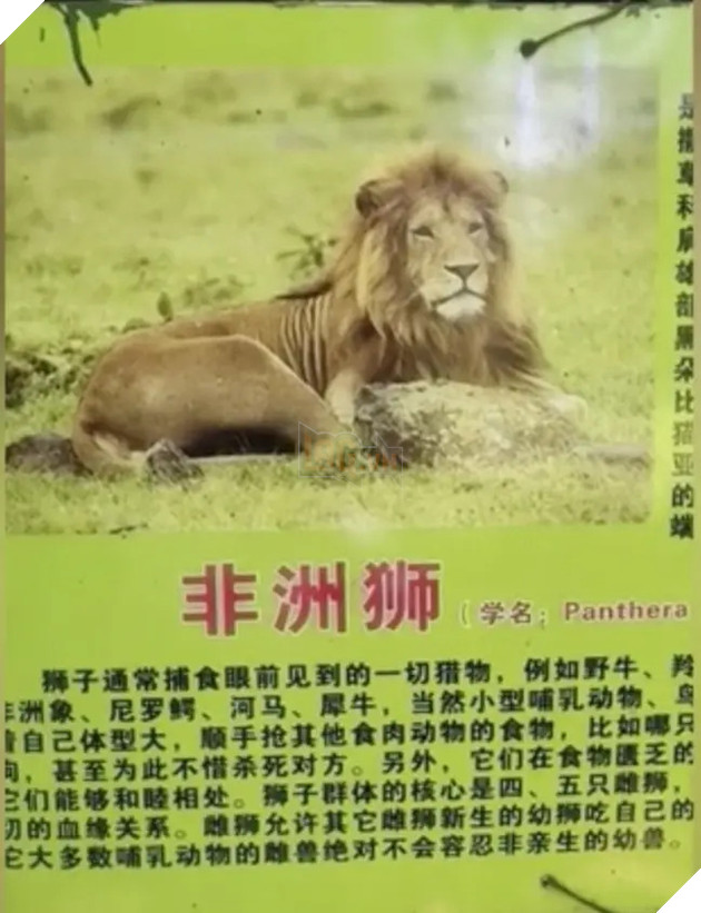 Sở thú lùa chó vàng vào chuồng rồi quảng cáo đấy là sư tử Châu Phi để thu tiền khách - Ảnh 3.