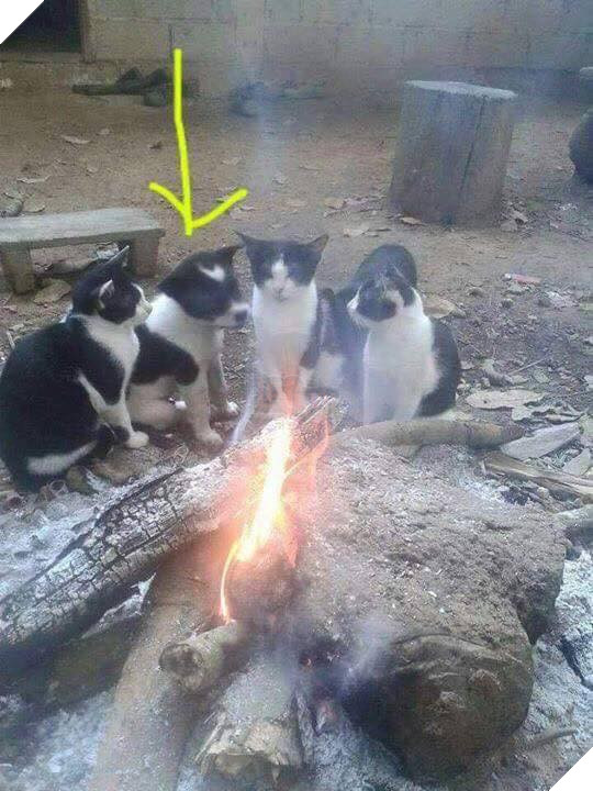 22 hình ảnh chứng tỏ tình bạn chó và mèo là điều có thể xảy ra và nó khiến bạn cảm thấy ấm áp  17