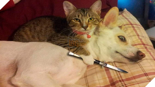 22 hình ảnh chứng tỏ tình bạn chó và mèo là điều có thể xảy ra và nó khiến bạn cảm thấy ấm áp  18