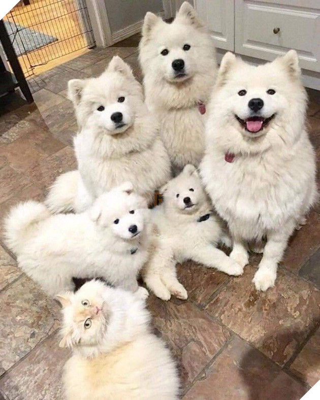 22 hình ảnh chứng tỏ tình bạn chó và mèo là điều có thể xảy ra và nó khiến bạn cảm thấy ấm áp  19