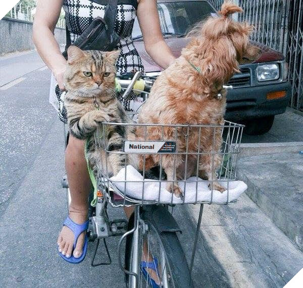 22 hình ảnh chứng tỏ tình bạn chó và mèo là điều có thể xảy ra và nó khiến bạn cảm thấy ấm áp  22