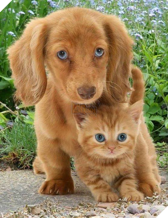 22 hình ảnh chứng tỏ tình bạn chó và mèo là điều có thể xảy ra và nó khiến bạn cảm thấy ấm áp  9