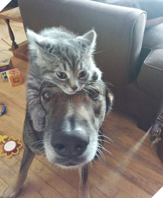 22 hình ảnh chứng tỏ tình bạn chó và mèo là điều có thể xảy ra và nó khiến bạn cảm thấy ấm áp  10