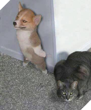 22 hình ảnh chứng tỏ tình bạn chó và mèo là điều có thể xảy ra và nó khiến bạn cảm thấy ấm áp  13