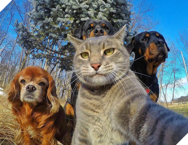 22 hình ảnh chứng tỏ tình bạn chó và mèo là điều có thể xảy ra và nó khiến bạn cảm thấy ấm áp  5