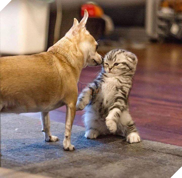 22 hình ảnh chứng tỏ tình bạn chó và mèo là điều có thể xảy ra và nó khiến bạn cảm thấy ấm áp  6