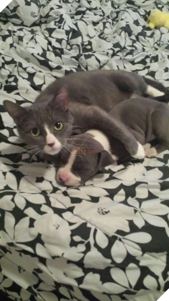 22 hình ảnh chứng tỏ tình bạn chó và mèo là điều có thể xảy ra và nó khiến bạn cảm thấy ấm áp  14