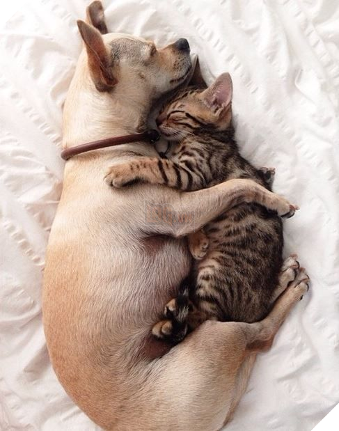 22 hình ảnh chứng tỏ tình bạn chó và mèo là điều có thể xảy ra và nó khiến bạn cảm thấy ấm áp  15