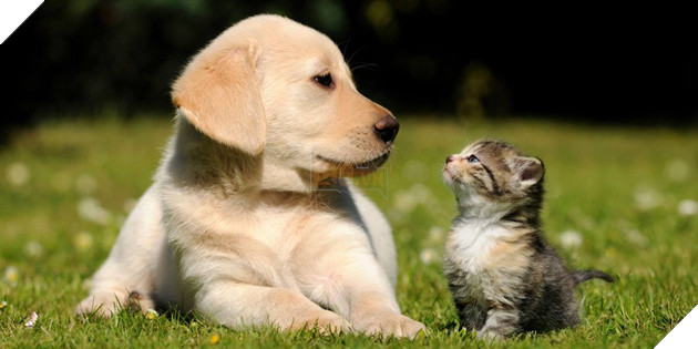 22 hình ảnh chứng tỏ tình bạn chó và mèo là điều có thể xảy ra và nó khiến bạn cảm thấy ấm áp  7