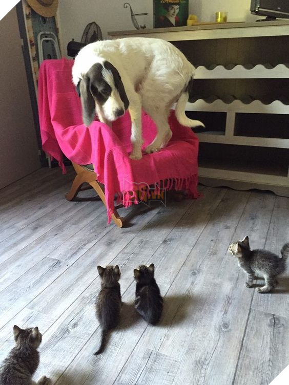 22 hình ảnh chứng tỏ tình bạn chó và mèo là điều có thể xảy ra và nó khiến bạn cảm thấy ấm áp  16