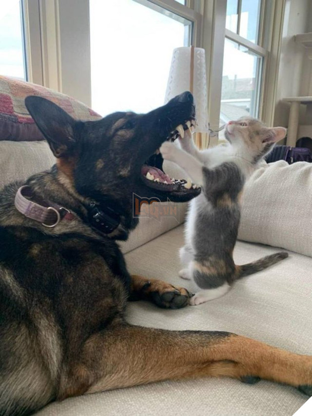 22 hình ảnh chứng tỏ tình bạn chó và mèo là điều có thể xảy ra và nó khiến bạn cảm thấy ấm áp  11