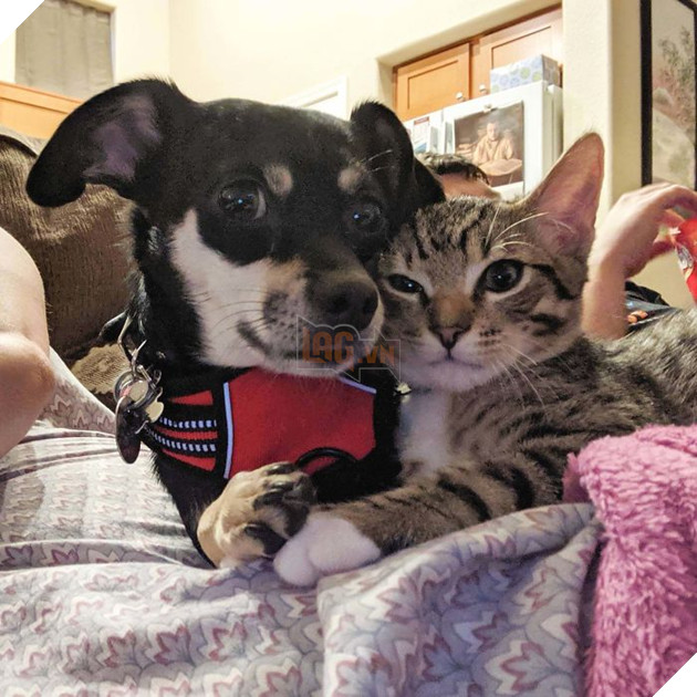 22 hình ảnh chứng tỏ tình bạn chó và mèo là điều có thể xảy ra và nó khiến bạn cảm thấy ấm áp  12
