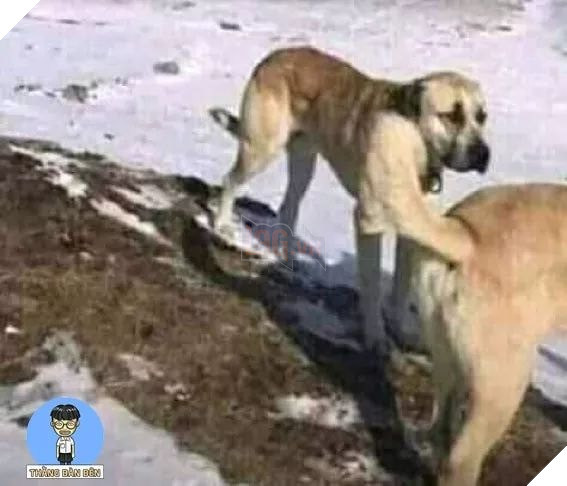 Những bức ảnh kỳ lạ có khả năng gây lú người xem 4