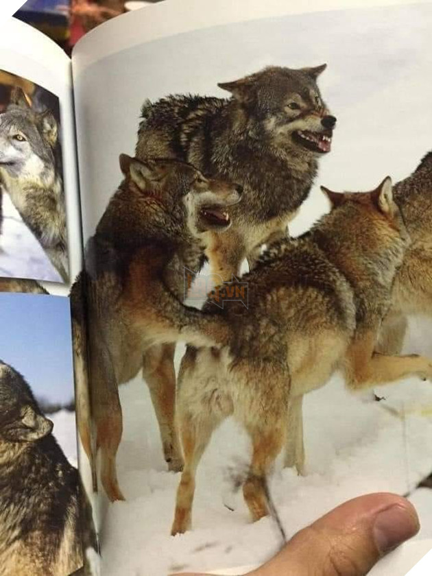 Những bức ảnh kỳ lạ có khả năng gây lú người xem 5