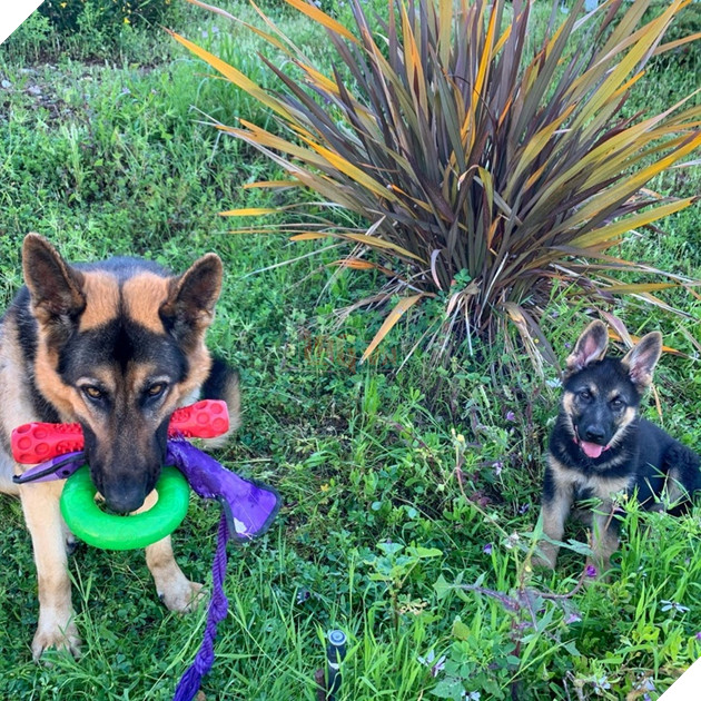 20 hình ảnh đáng yêu của chó mèo giúp bạn nạp đầy năng lượng tích cực cho ngày mới  10