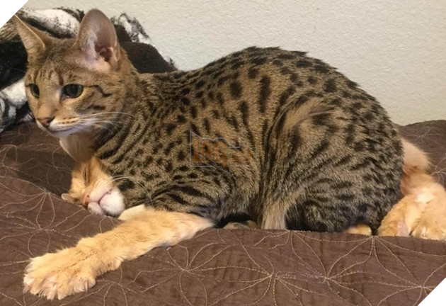 20 hình ảnh đáng yêu của chó mèo giúp bạn nạp đầy năng lượng tích cực cho ngày mới  11