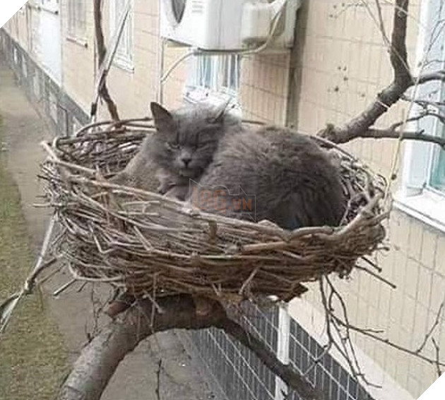 20 hình ảnh đáng yêu của chó mèo giúp bạn nạp đầy năng lượng tích cực cho ngày mới  12