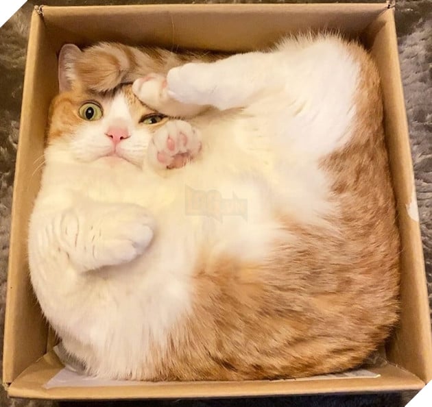 20 hình ảnh đáng yêu của chó mèo giúp bạn nạp đầy năng lượng tích cực cho ngày mới  13