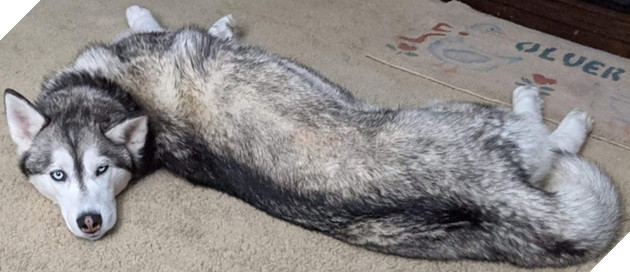 20 hình ảnh đáng yêu của chó mèo giúp bạn nạp đầy năng lượng tích cực cho ngày mới  14