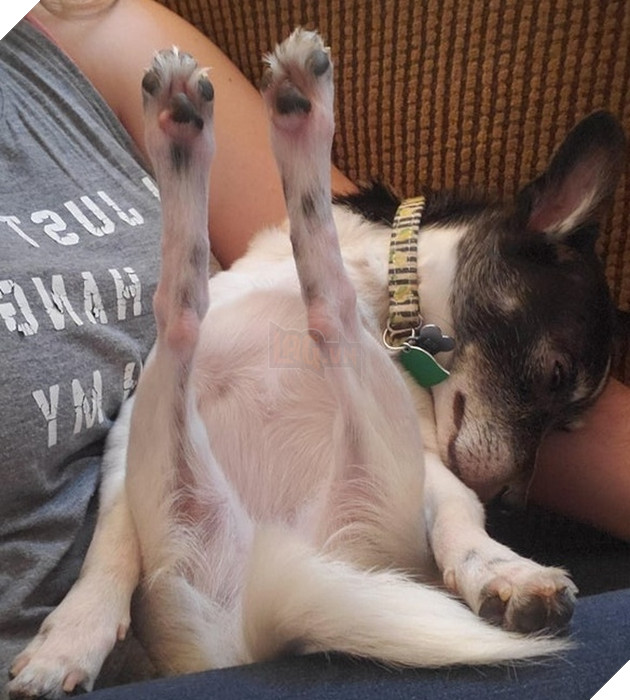 20 hình ảnh đáng yêu của chó mèo giúp bạn nạp đầy năng lượng tích cực cho ngày mới  15