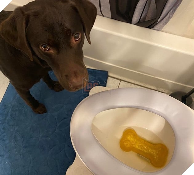 20 hình ảnh đáng yêu của chó mèo giúp bạn nạp đầy năng lượng tích cực cho ngày mới  16