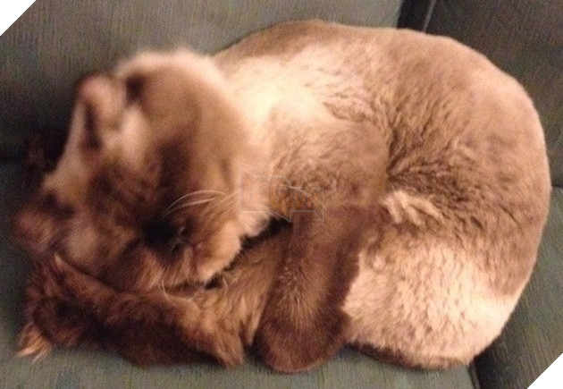 20 hình ảnh đáng yêu của chó mèo giúp bạn nạp đầy năng lượng tích cực cho ngày mới  17