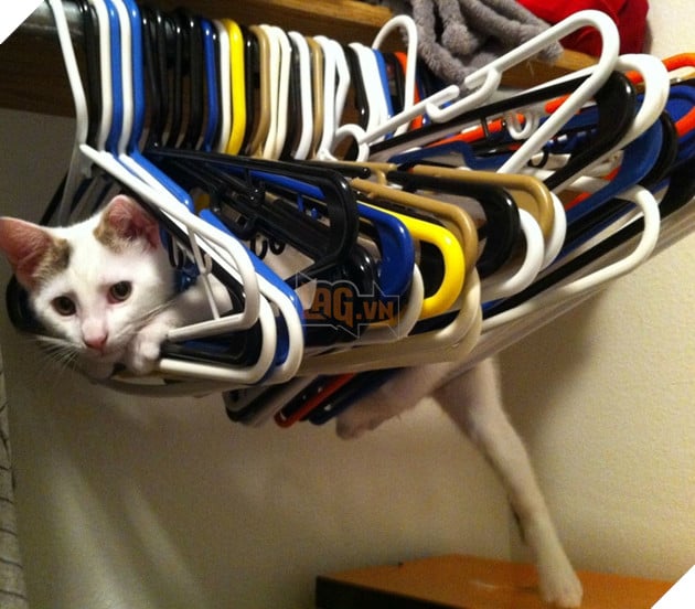 20 hình ảnh đáng yêu của chó mèo giúp bạn nạp đầy năng lượng tích cực cho ngày mới  18