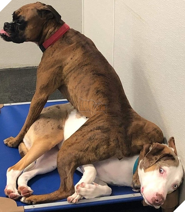 20 hình ảnh đáng yêu của chó mèo giúp bạn nạp đầy năng lượng tích cực cho ngày mới  19