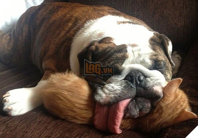 20 hình ảnh đáng yêu của chó mèo giúp bạn nạp đầy năng lượng tích cực cho ngày mới  20