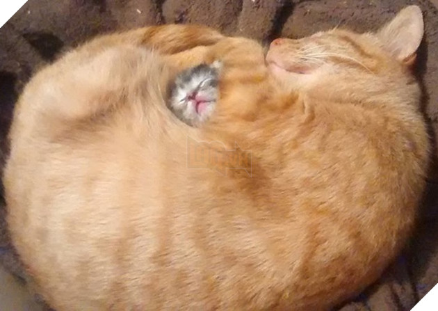 20 hình ảnh đáng yêu của chó mèo giúp bạn nạp đầy năng lượng tích cực cho ngày mới  2