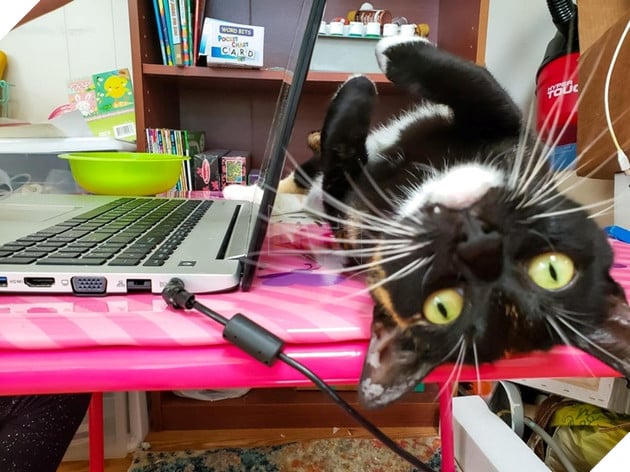 20 hình ảnh đáng yêu của chó mèo giúp bạn nạp đầy năng lượng tích cực cho ngày mới  3