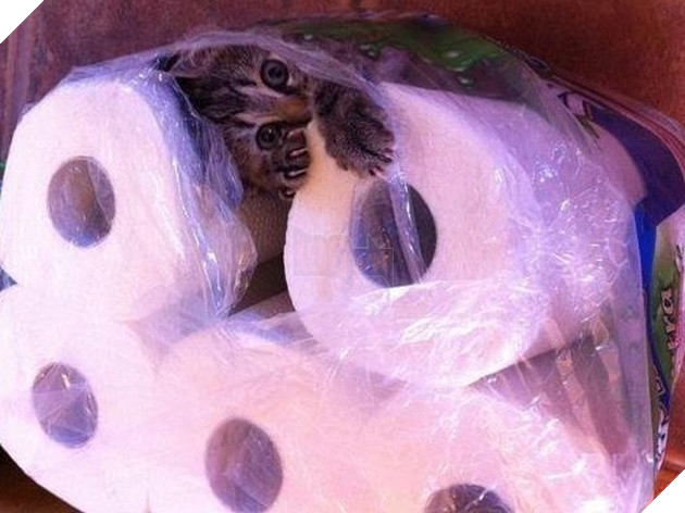 20 hình ảnh đáng yêu của chó mèo giúp bạn nạp đầy năng lượng tích cực cho ngày mới  4